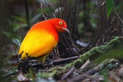 bowerbird in action